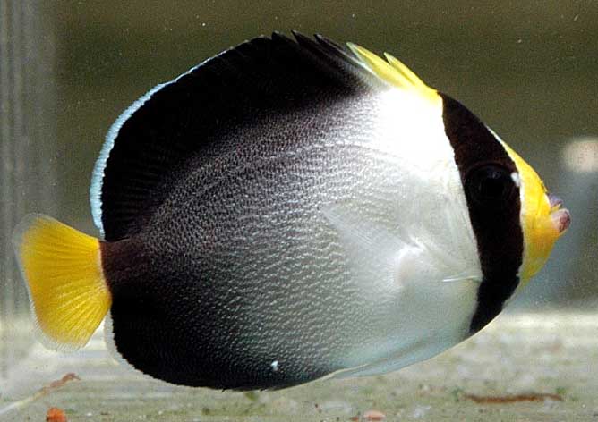 CHAETODONTOPLUS MESOLEUCUS